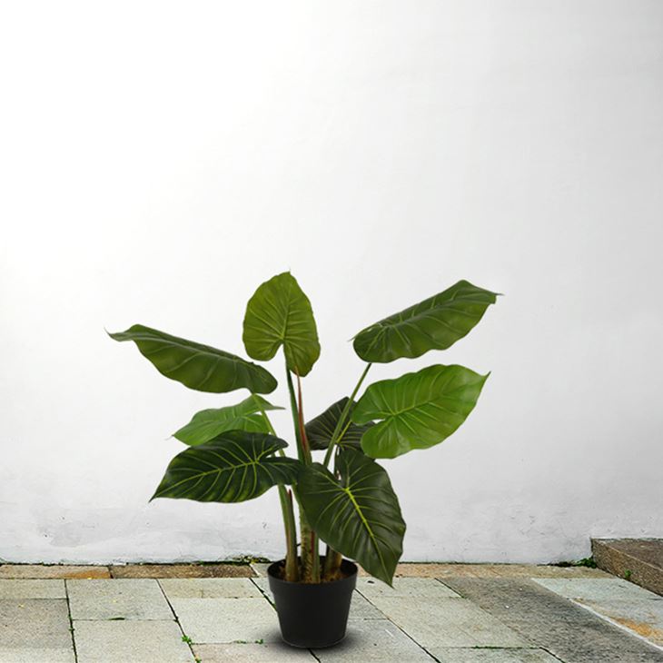 Alocasia الاصطناعي