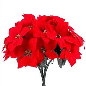 زهور عيد الميلاد البونسيتة الحمراء