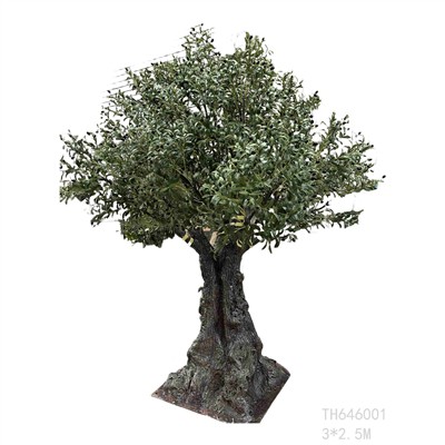 لماذا يختار الناس أشجار الزيتون الكبيرة لدينا؟